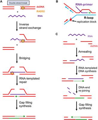 RAD52: Paradigm of Synthetic Lethality and New Developments